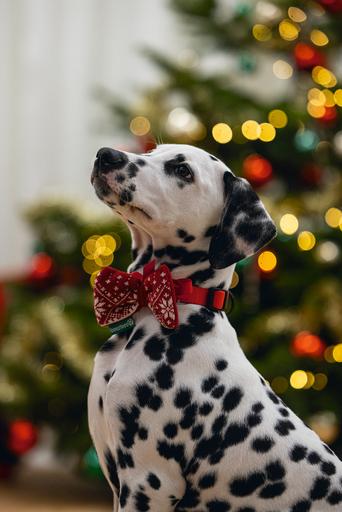Image du produit Beeztees Peluche de Noël rouge (Pull-over pour chien)