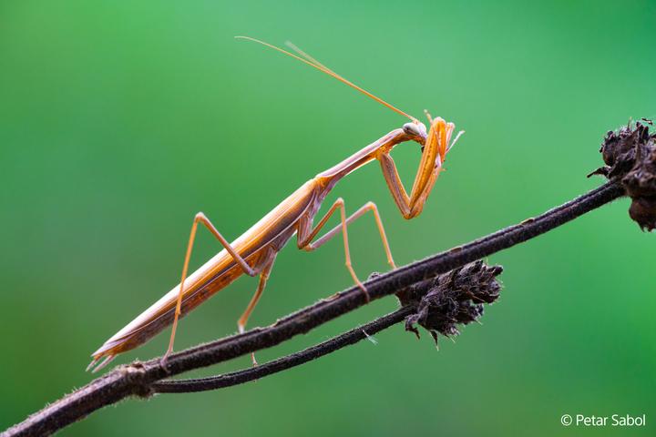 Image du produit Sony FE 100mm F2.8 Macro GM (Sony E, Plein format)