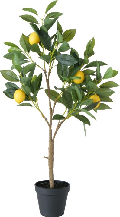 Produktbild Zitronenbaum (70 cm)