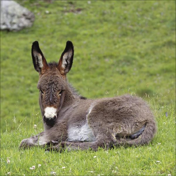 Produktbild Esel2026