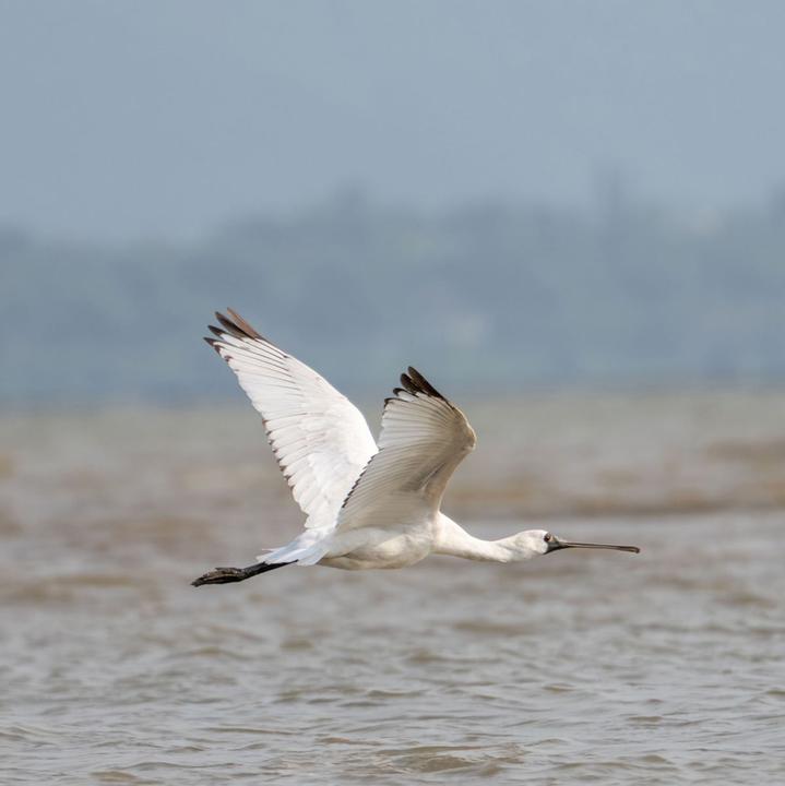 Produktbild Viltrox 2X Teleconverter Sony FE (Telekonverter)