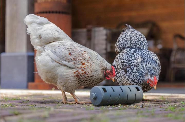 Actual product image Beeztees Feeding Station Chickens Snack Roller, Grey