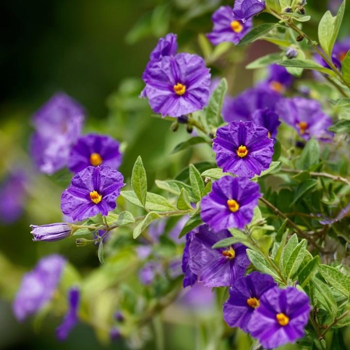 Produktbild Plant in a Box Lycianthes rantonnetii - 6er-Set Nachtschatten (25 cm)