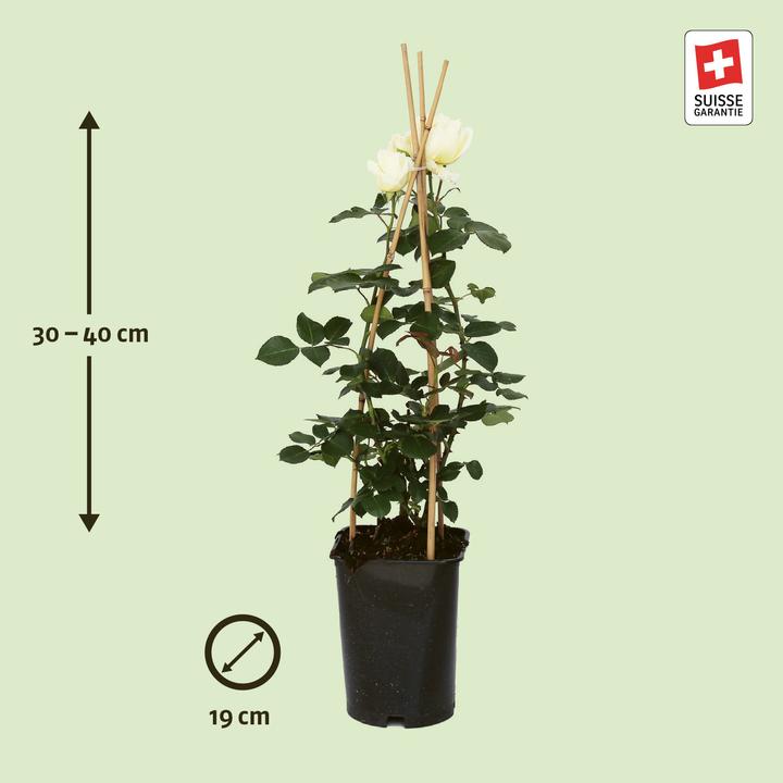 Produktbild Zulauf Kletterrose / Rosa (CLB) 'Schneewalzer'® (40 cm)