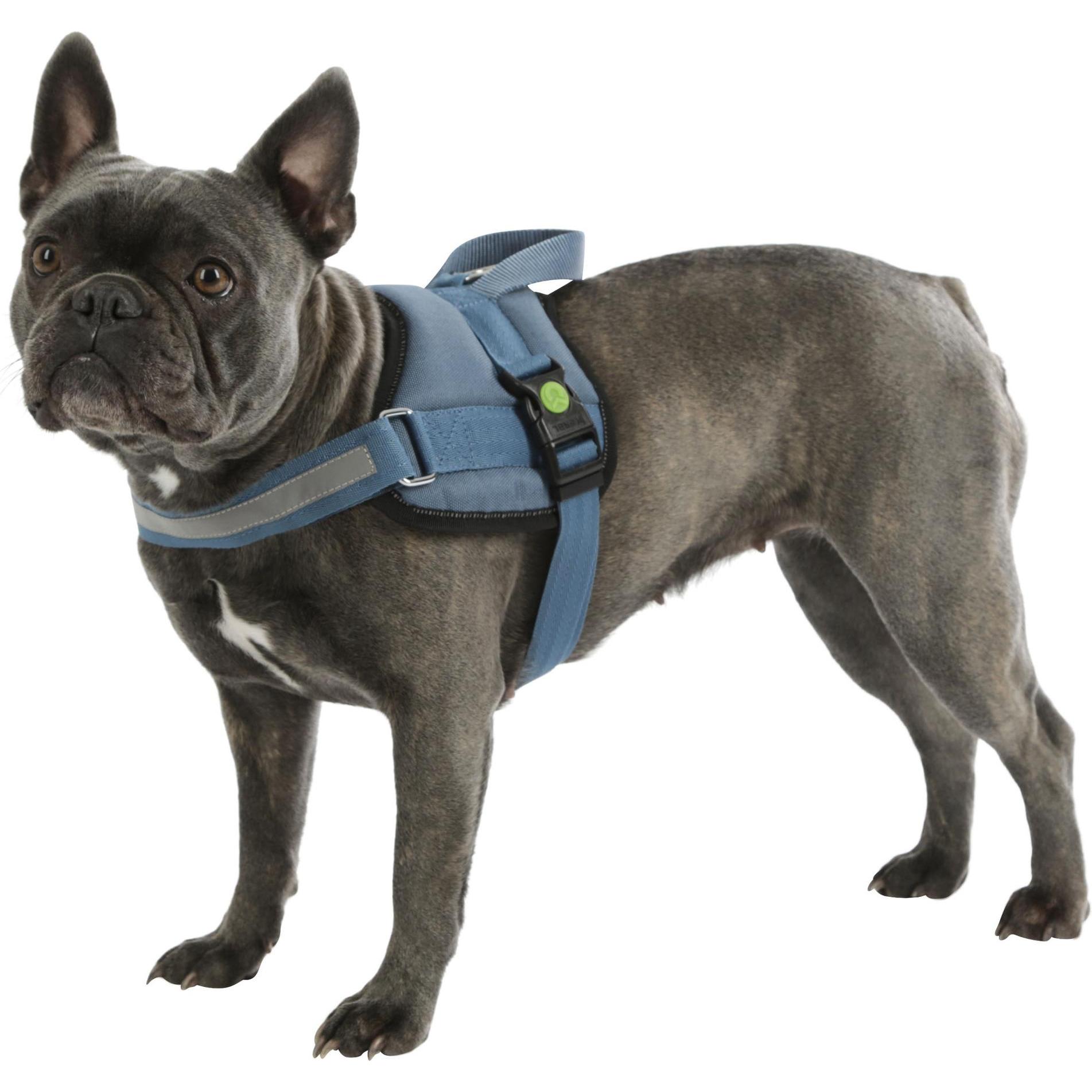 Thumbnail - Kerbl Hundegeschirr Maestro 20 (Hund, Allgemein), Halsband + Leine