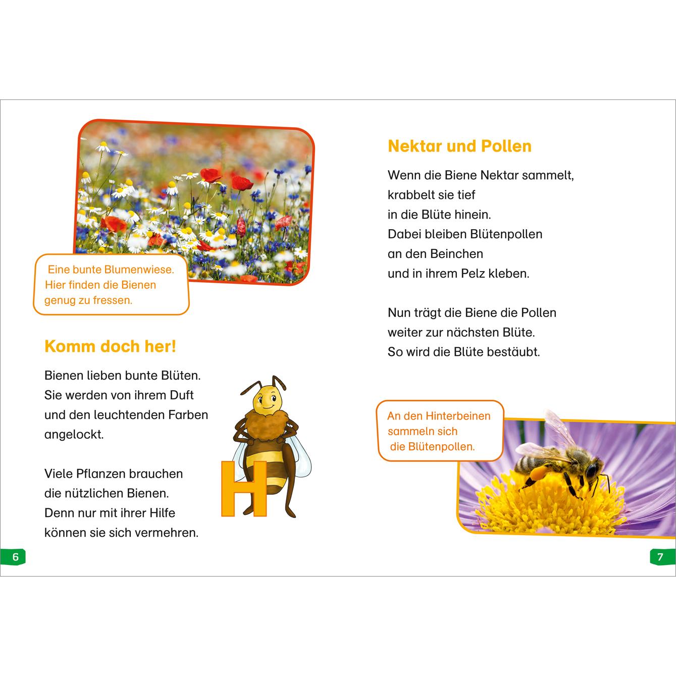 Thumbnail - WAS IST WAS Erstes Lesen easy! Band 3. Wie lebt die Honigbiene?, Kinderbücher von Sonja Meierjürgen, Annelie Stenzel