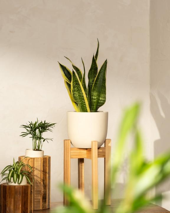 Produktbild feey Schwiegermutterzunge (30 cm, Frisch umgetopft)