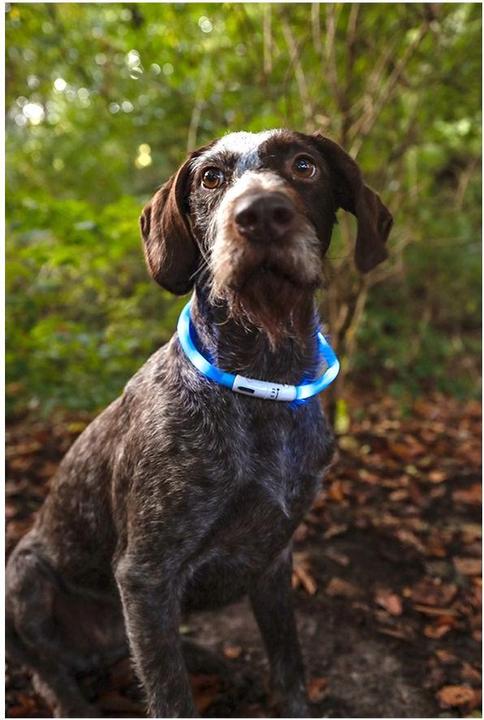 Produktbild Flamingo Leuchthalsband Nera Visio blau (23, 24, 25, 27, 28, 29, 30, 31, 32, 33, 34, 35, 36, 37, 38, 39, 40, 41, 42, 43, 44, 45, 46, 47, 48, 49, 50, 52, 54, 56, 58, 60, 62, 68, Hund, Allgemein)