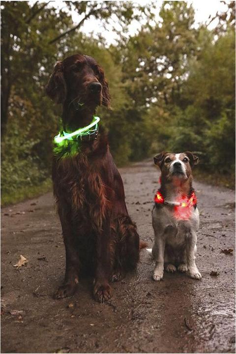 Produktbild Flamingo Leuchthalsband Nera Visio rot (Hund, Allgemein)