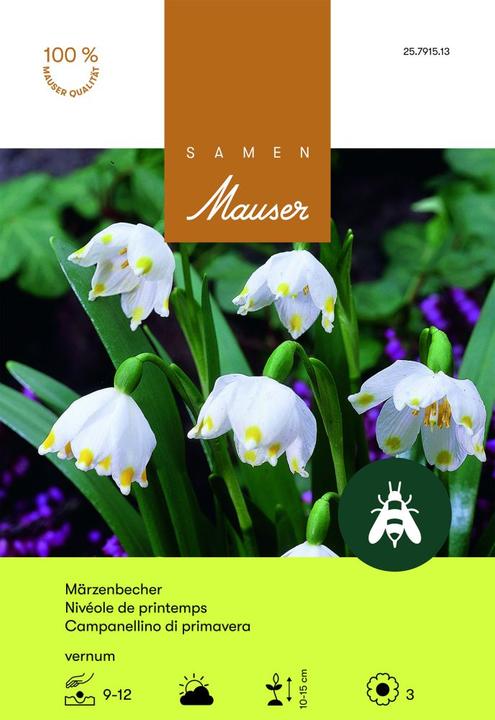 Samen Mauser Leucojum vernum (Bulbous plant)
