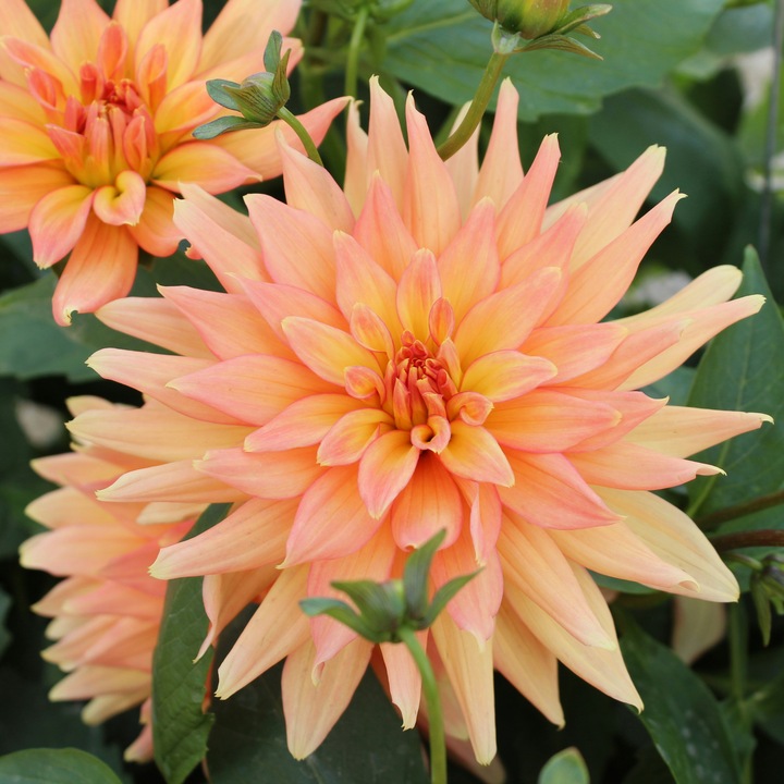 Actual product image Plant in a Box Dahlia Labyrinth, Dahlia Labyrint Twotone - mixture of 6 dahlias (10 cm)