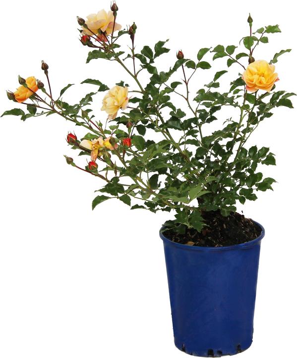 Image du produit Zulauf Rosier rampant (30 cm)