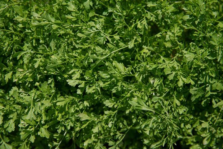 Produktbild Zollinger Bio Gartenkresse, Türkische