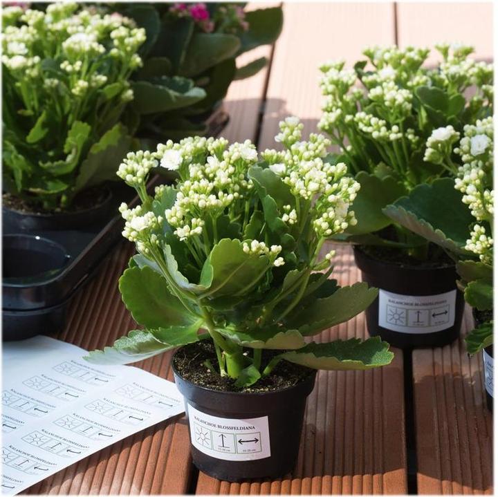Actual product image Herma Weatherproof labels A4 removable