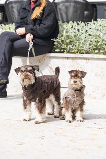 Produktbild Designed by Lotte Hundepullover Madeleine (S, Hundepullover)