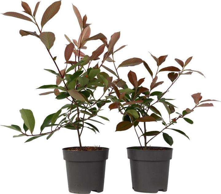 Immagine prodotto Plant in a Box Photinia fraseri Red Robin - set di 2 piante di nespolo (30 cm)