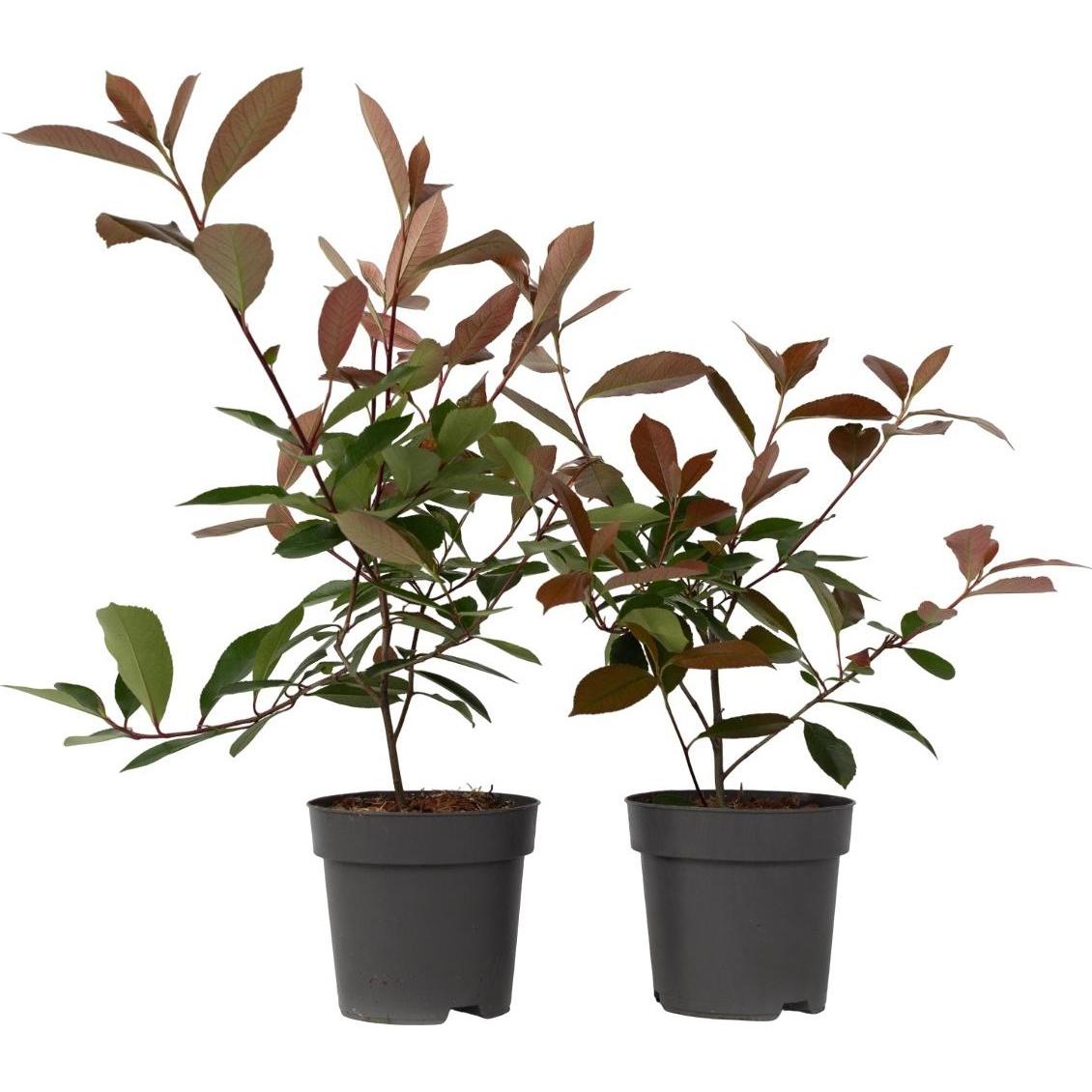 Thumbnail - Plant in a Box, Pflanzen, Photinia fraseri Red Robin - 2er Set Glanzmispel Pflanze (30 cm)
