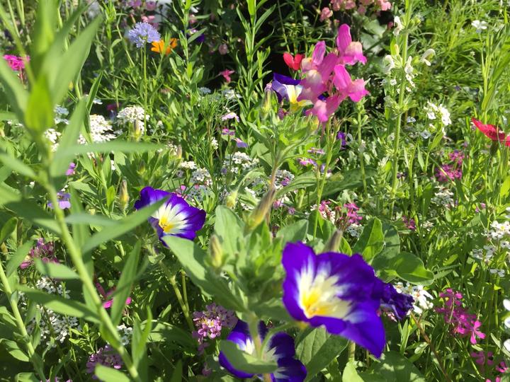 Image du produit Ökohum Bodensee Blütentraum Augenweide (Graines de fleurs)