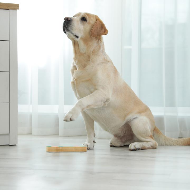 Image du produit Relaxdays Jouets d'intelligence (Jouet intelligent chien)