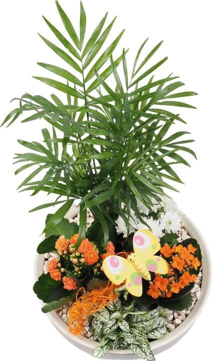 Actual product image Migros Ostschweiz Planted flower bowl (38 cm)