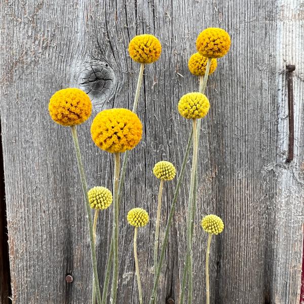 Produktbild Säntispracht 2 er Set, Der Trommelschlägel, die hervorragende Schnittblume - Craspedia globosa Golf Beauty (30 cm)