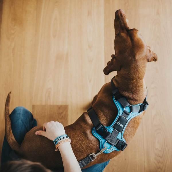 Productafbeelding Hunter Divo servies (S, M, Hond, Algemeen)