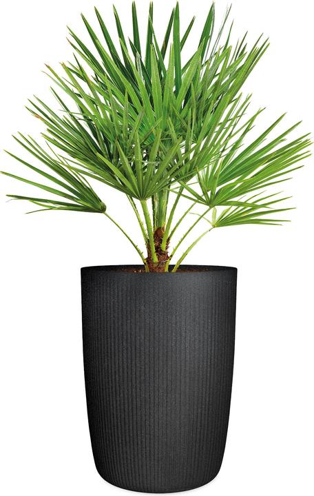 Image du produit Scheurich Linetto High 54 (38.60 x 53.90 cm)