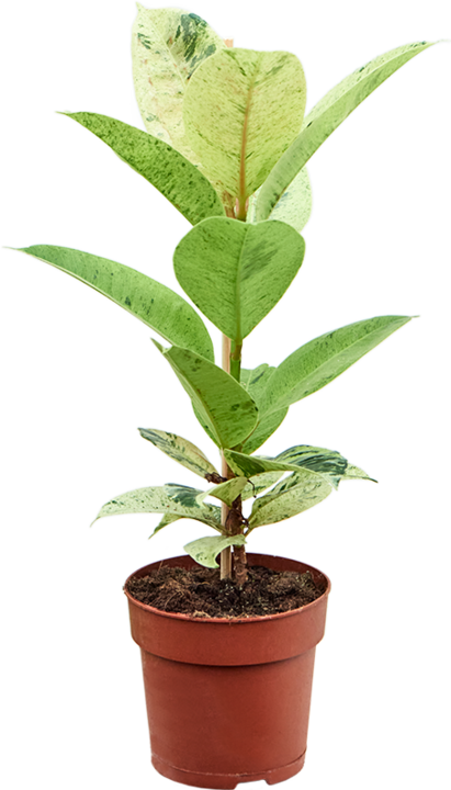 Image du produit Mahaloplants Ficus elastica Schrijveriana (25 cm)