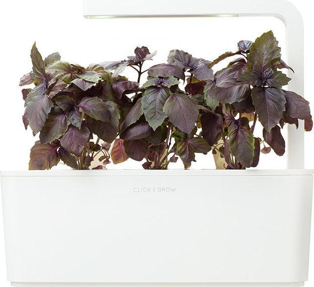 Produktbild Click and Grow Roter Basilikum (Kräutersamen)