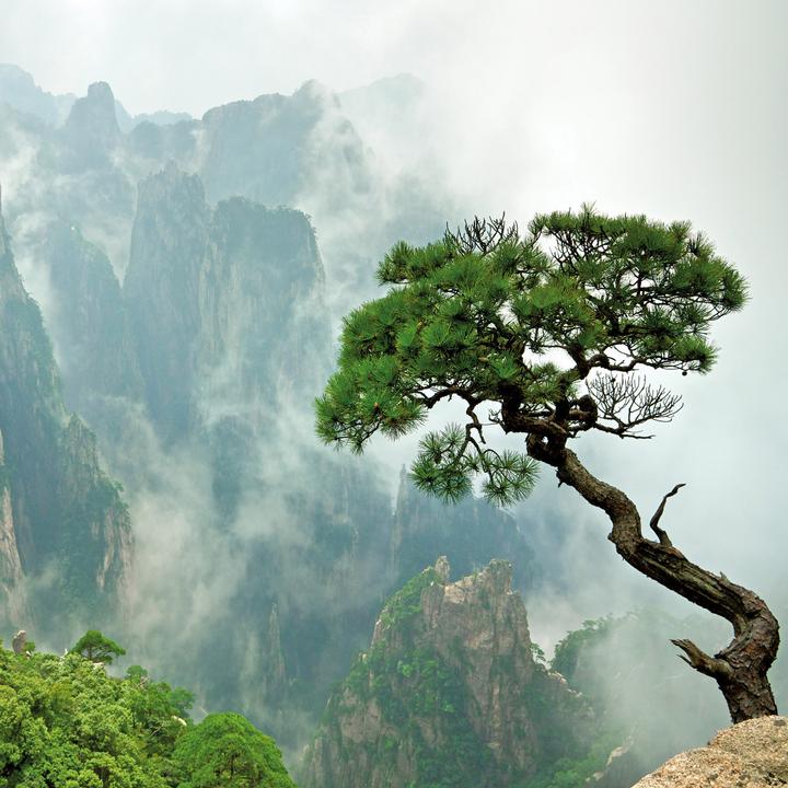 Produktbild Trees 2026 (30 x 30 cm)