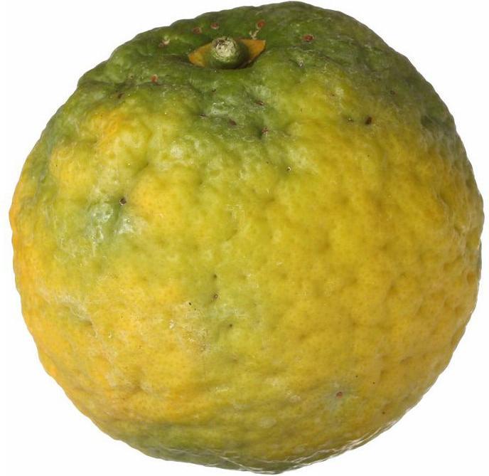 Actual product image Florascent Aroma Spray Bergamot