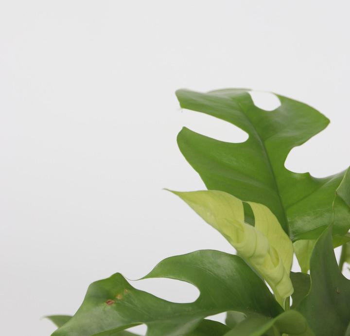 Immagine prodotto Plant in a Box Rhaphidophora Tetrasperma - Set di 2 Monstera Minima (20 cm)