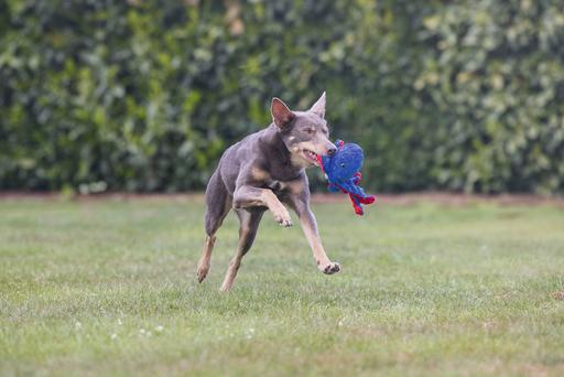 Immagine prodotto Beeztees Polpo Amy (Cane di peluche)