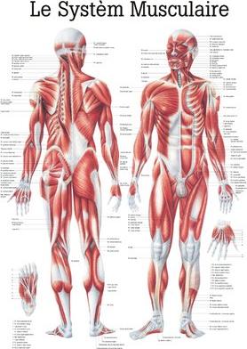 Ruediger RÜDIGER Teaching board laminated muscle system 70 x 100 fr (70 x 100 cm)