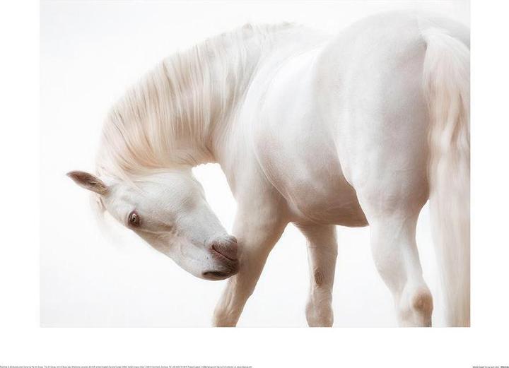 Image du produit Lisa Saint Poster White Knight (60 x 80 cm)