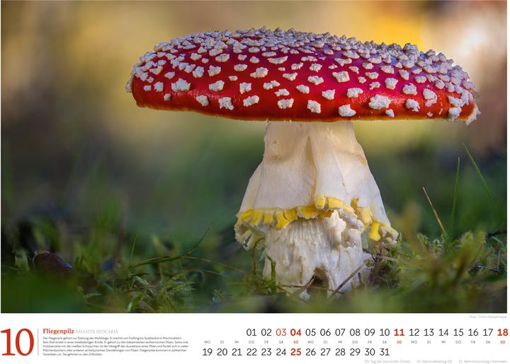 Actual product image Pilze Kalender 2026