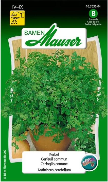 Produktbild Samen Mauser Kerbel einfacher (Kräutersamen)