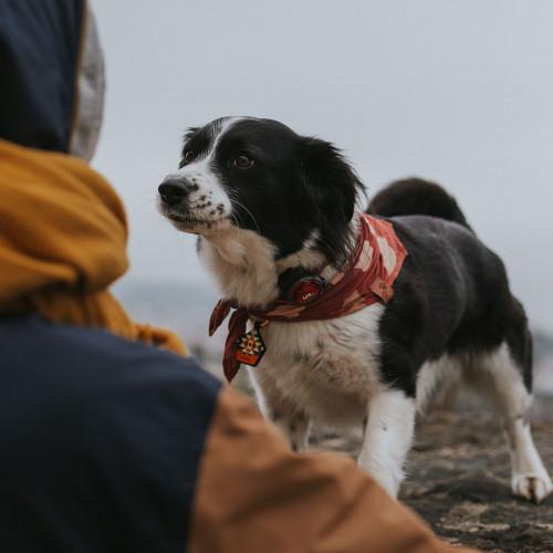 Image du produit Orbiloc Feu de sécurité double pour chien (Taille unique, Chien, Sport canin)