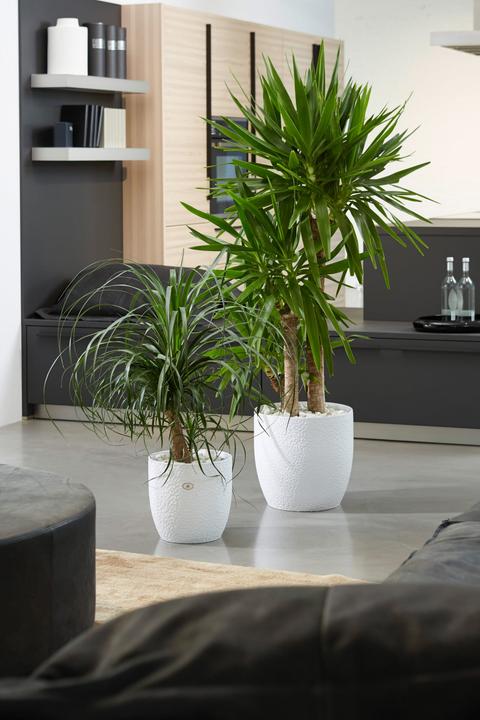 Actual product image Soendgen Boston (16 x 15 cm)