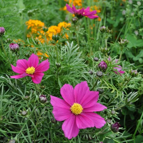 Immagine prodotto Säntispracht Il Cosme, il nostro successo estivo a lunga fioritura - Cosmos bipinnatus 'Sonata Carmin'. (80 cm)