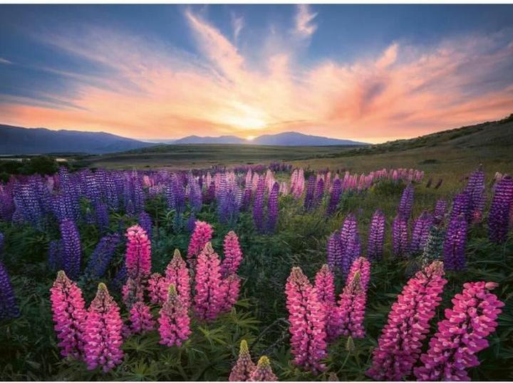 Immagine prodotto Ravensburger Lupini (500 pezzi)