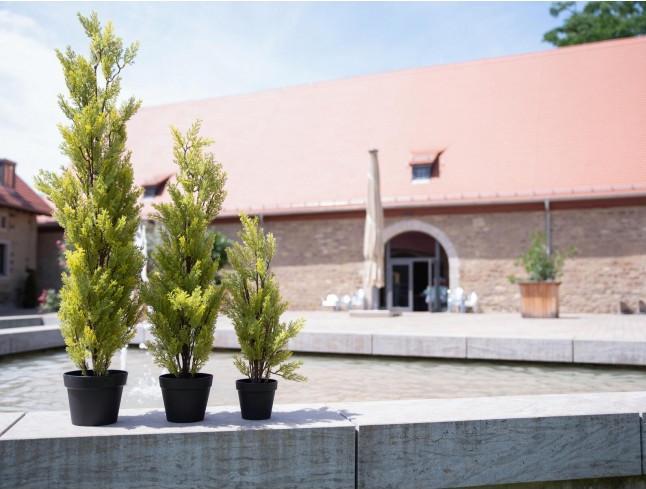 Immagine prodotto Europalms Cipresso (60 cm)
