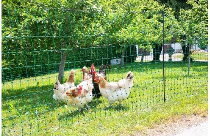 Produktbild Kerbl PoultryNet