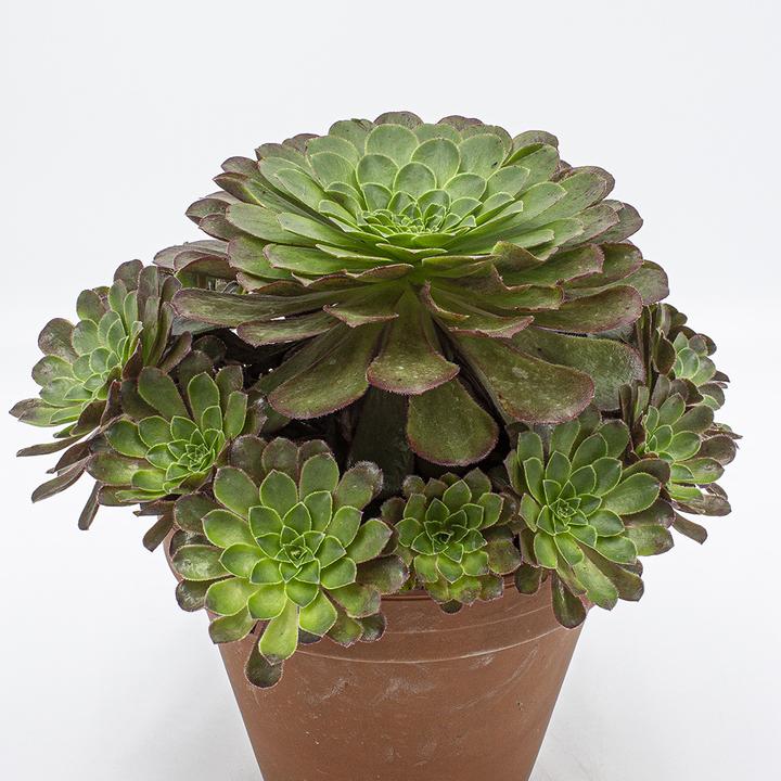 Kakteen Gautschi Semponium sienna (30 cm)