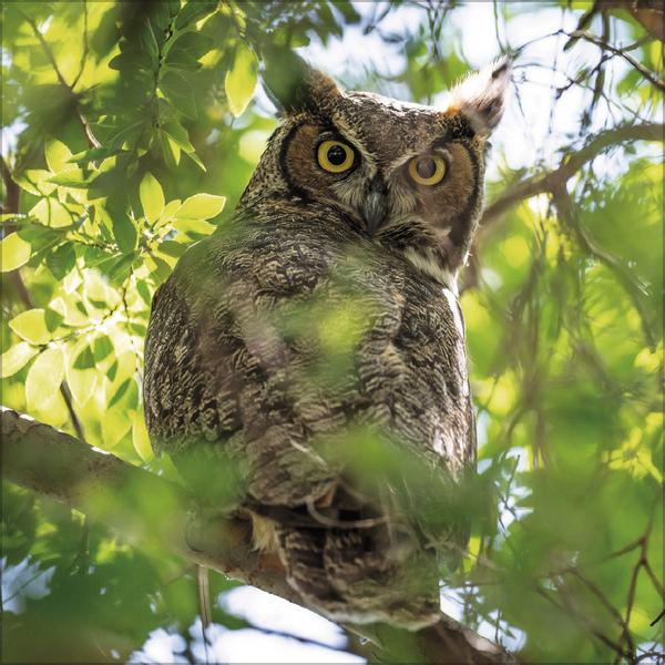 Produktbild Eulen 2026 (30 x 30 cm)