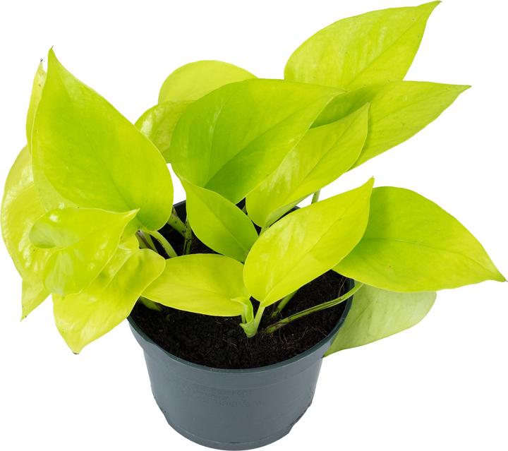 Produktbild Flowerbox Efeutute - Epipremnum pinnatum 'Golden Pothos' (15 cm)