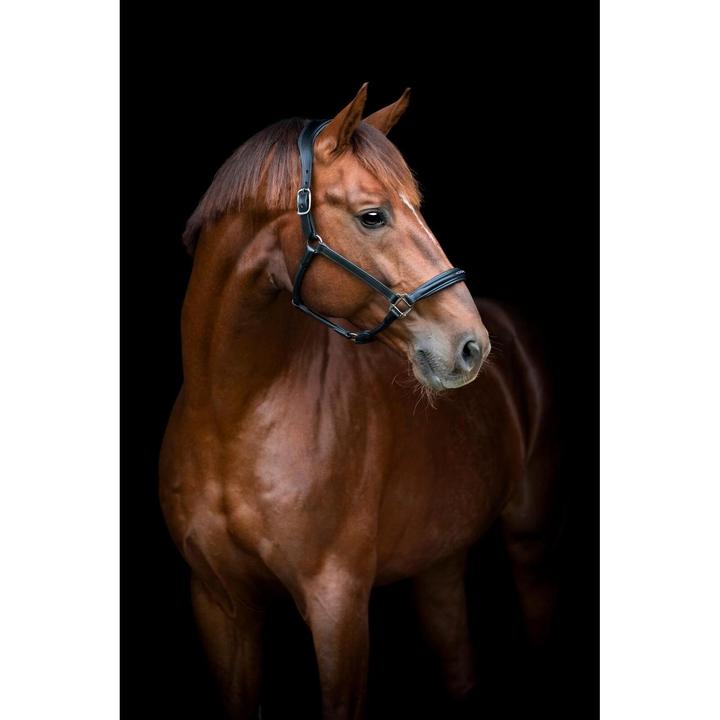 Produktbild Catago Novi 25.2