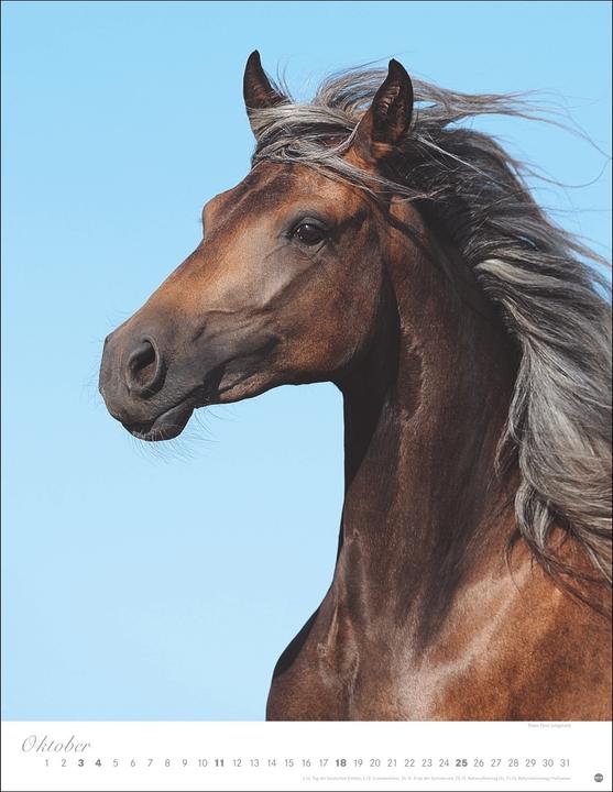 Produktbild Pferde Classics Posterkalender 2026