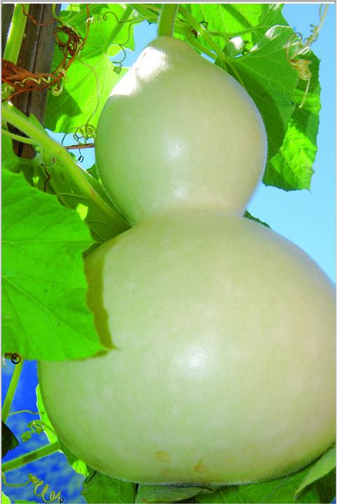 Produktbild Zollinger Bio Kalebasse