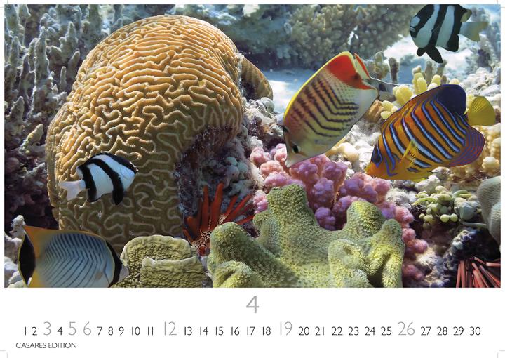 Actual product image Unterwasserwelten 2026 S 24x35cm (24 x 35 cm)